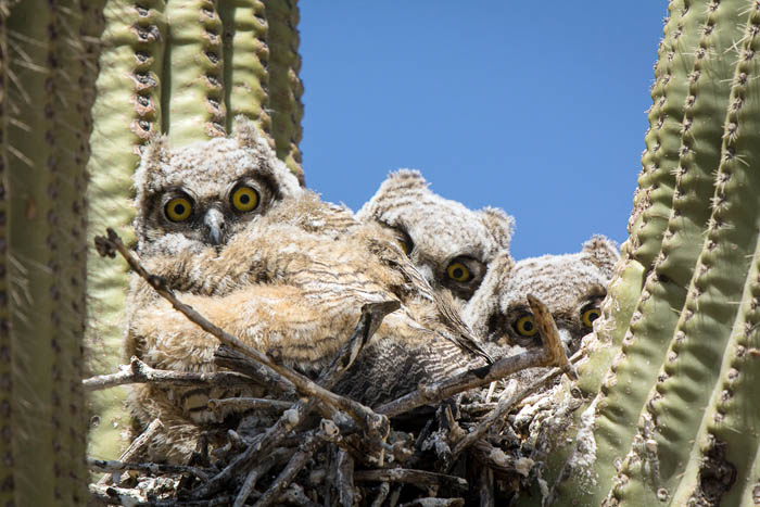 Owls nesting